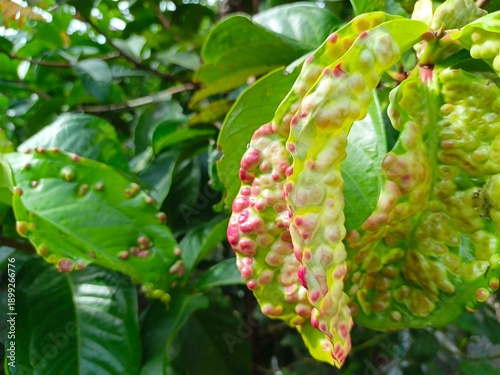 Slika na platnu Red Leaf Mite Infection