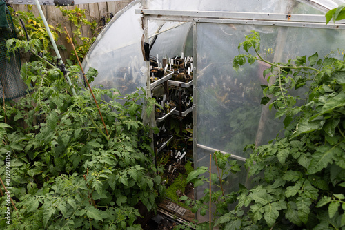 A greenhouse in Auckland, New Zealand., filled with plants in pots and tomato plants growing around the outside, for growing food and flowers in a garden.