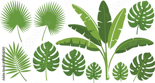 Jungle leaves. Cartoon different tropical plants. Palm, banana, monstera. Botanical green foliage elements. Summer paradise exotic leaf on white background. Vector set