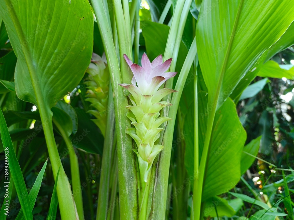 Obraz premium Curcuma Xanthorrhiza Bloom