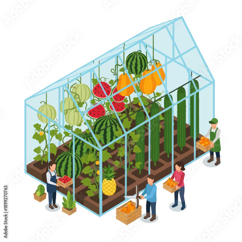 Greenhouse with People Harvesting Fresh Fruits and Vegetables.