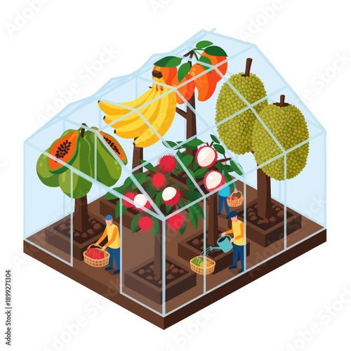 Farmers Harvesting Fresh Fruits in Greenhouse.