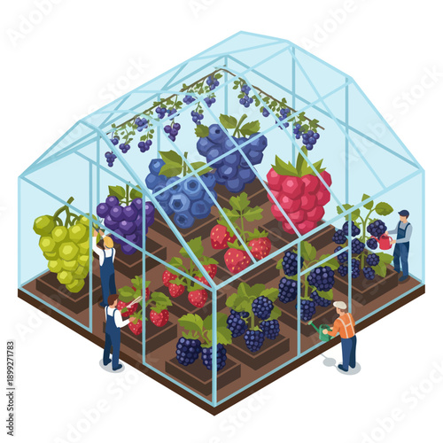 Greenhouse with Fresh Berries and Workers.