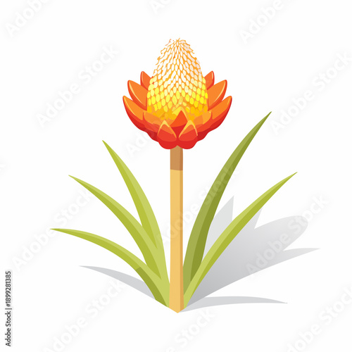 Orange protea flower with green leaves