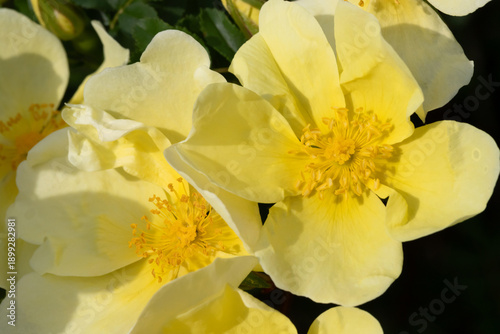 A closeup of a pale yellow flower  wild  rose showcasing delicate petals and ...