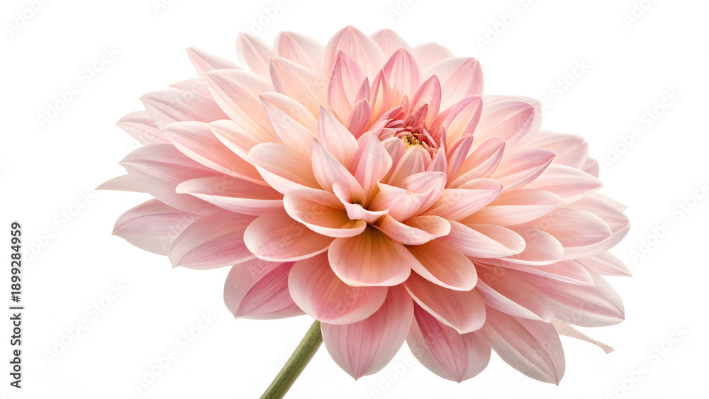 Fototapeta premium Close up of soft pink dahlia flower with layered petals