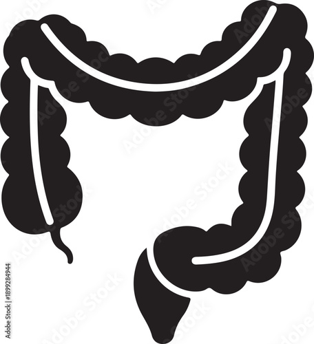 Anatomical illustration of human large intestine and colon anatomy showing digestive system organ structure in solid black vector silhouette