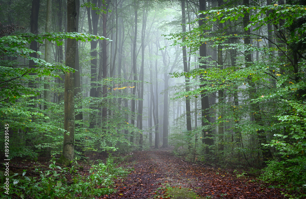 Fototapeta premium Misty morning in the green forest