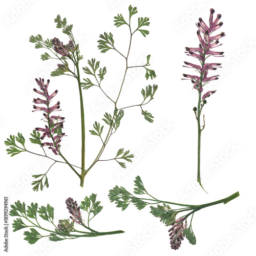 Digital herbarium, scrapbooking. Flowers, leaves of fumitory officinalis, isolated on white background. Set of pressed fumaria flowers and leaves. Herbarium. Digital floristics.