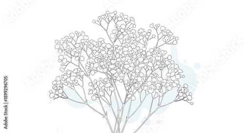 Detailed line drawing of a gypsophila baby's breath flower bouquet with delicate small blossoms and thin stems on a minimalist background.