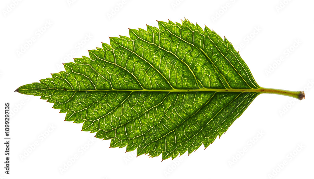 Fototapeta premium Close-up of a vibrant green leaf with prominent veins against a black background