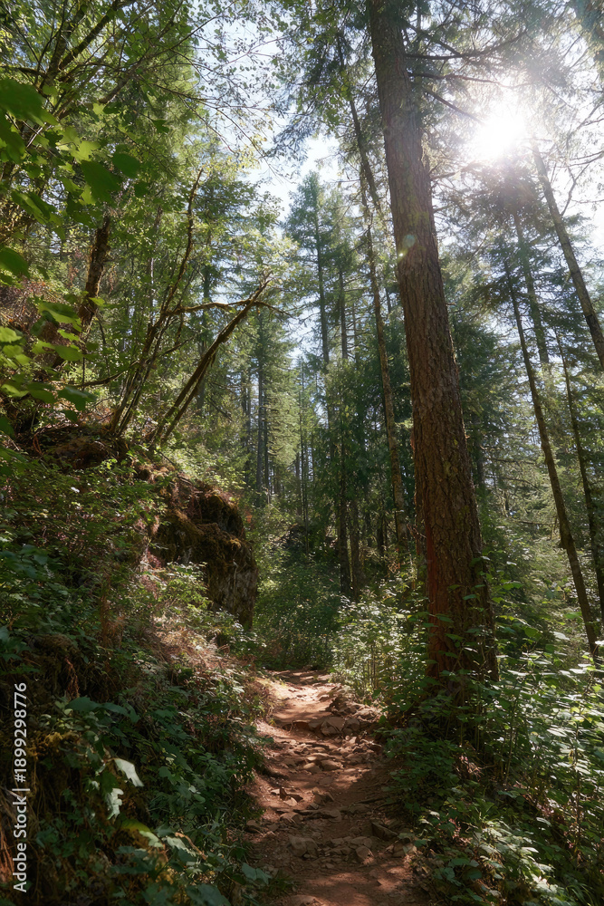 Obraz premium Forest path, sun shining through the trees