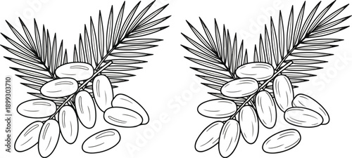  Dates Fruit Cluster with Palm Leaves Line Art 2026 Black and White Vector Outline Illustration for Coloring Book, Ramadan Iftar Snack, and Botanical Design Isolated 2026 