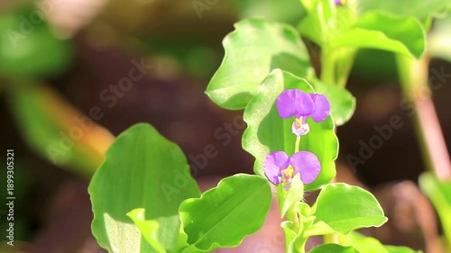 Wallpaper Mural Beautiful small tropical blue purple flowers and blossoms grass Thailand. Torontodigital.ca