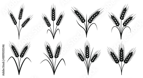 A collection of wheat stalks and grain heads arranged in a grid presented as a sleek silhouette on transparent background