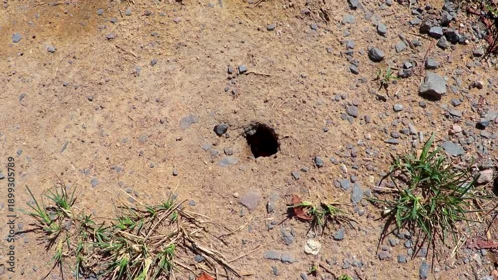 custom made wallpaper toronto digitalLarge insect and spider hole cave in tropical soil Thailand.