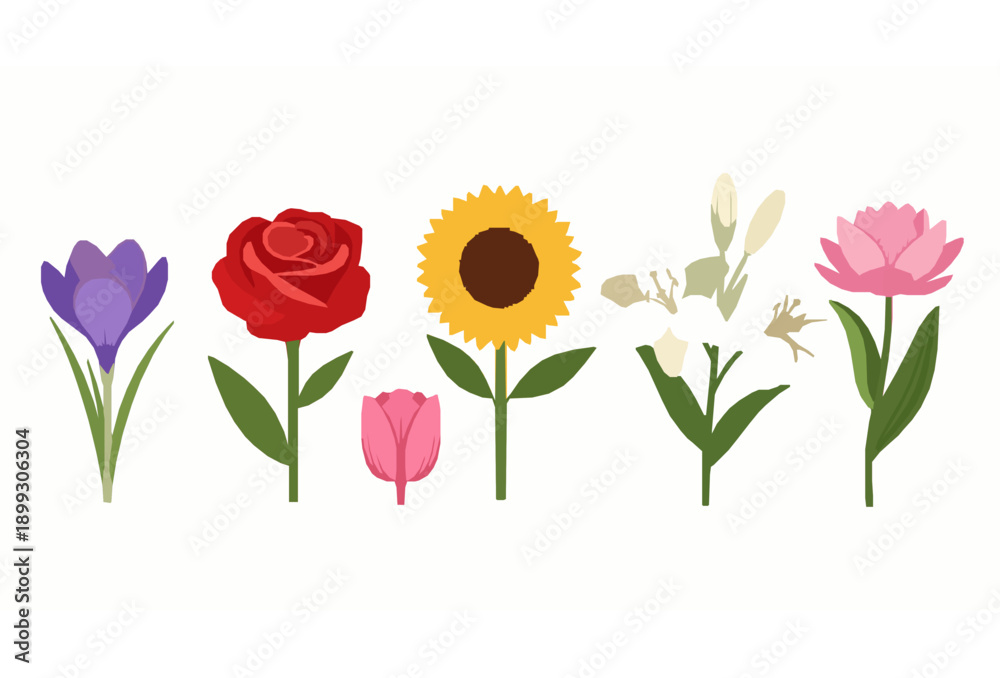 Obraz premium Beautiful Blooming Flower Set Crocus Rose Sunflower Lily Tulip Lotus Flat Vector Isolated on White Background