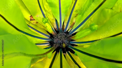 Wallpaper Mural Green black tropical plant palm tree leaves leaf circle texture. Torontodigital.ca