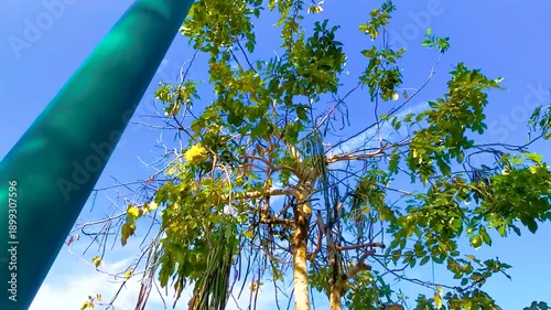 Wallpaper Mural Golden Shower tree tropical yellow flowers blossoms blue sky Thailand. Torontodigital.ca