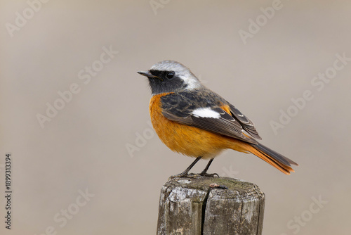 逃げていくジョウビタキの雄