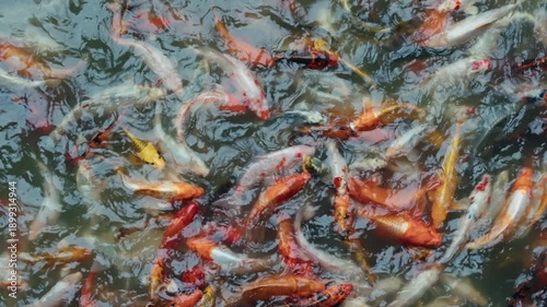 Koi carp swimming in a pond. Ornamental fish. Breeding for business