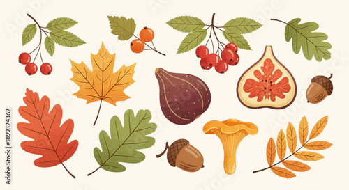 A collection of autumn elements including colorful leaves, berries, figs, acorns, and mushrooms, presented in a flat design style.