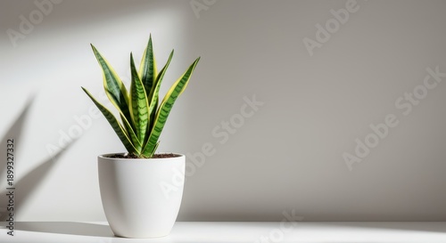Single Sansevieria trifasciata specimen displayed in a minimalist oversized white pot against a bright studio background, object, healthy, houseplant