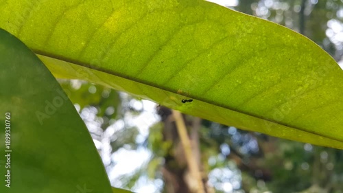 black slender ant resting behind a leaf. Perfect for documentaries on tropical rainforests and World Wildlife Conservation Day on December 4th. 4K FOOTAGE.

Tetraponera, Tetraponera allaborans, black 