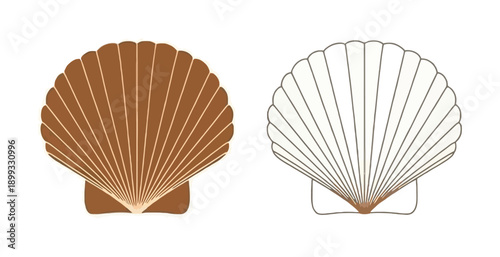 Stylized scallop shells brown and white a white background ocean