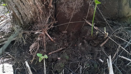 Fungus Gnats flying under a palm sugar tree. Perfect for documentaries on tropical rainforests and World Wildlife Conservation Day on December 4th. 4K FOOTAGE.

Gnats, Biting Midges, Drain Flies