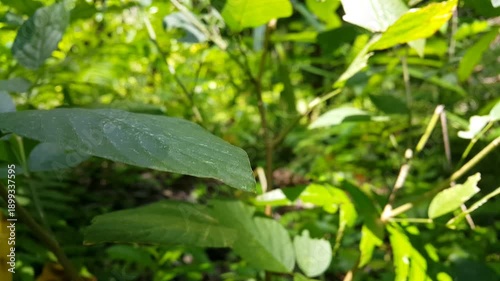 A small baby grasshopper (Chinese grasshopper) on a leaf that is blown by the wind then disappears. Perfect for documentaries on tropical rainforests and World Nature Conservation Day on July 28th. 4k