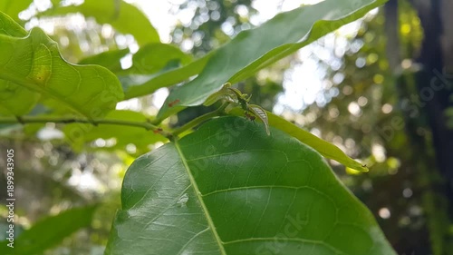 Weaver ants on leaves blown by the wind. Perfect for documentaries on tropical rainforests and World Wildlife Conservation Day on December 4th. 4K FOOTAGE.