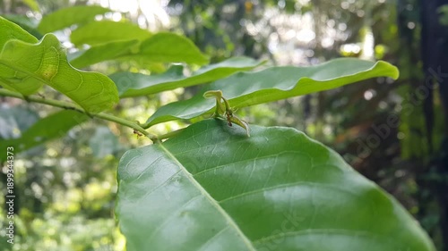 Red ants (weaver ant) walking on leaves. 4k footage in the forest. Perfect for documentaries about tropical rainforests and World Environment Day on June 5th.