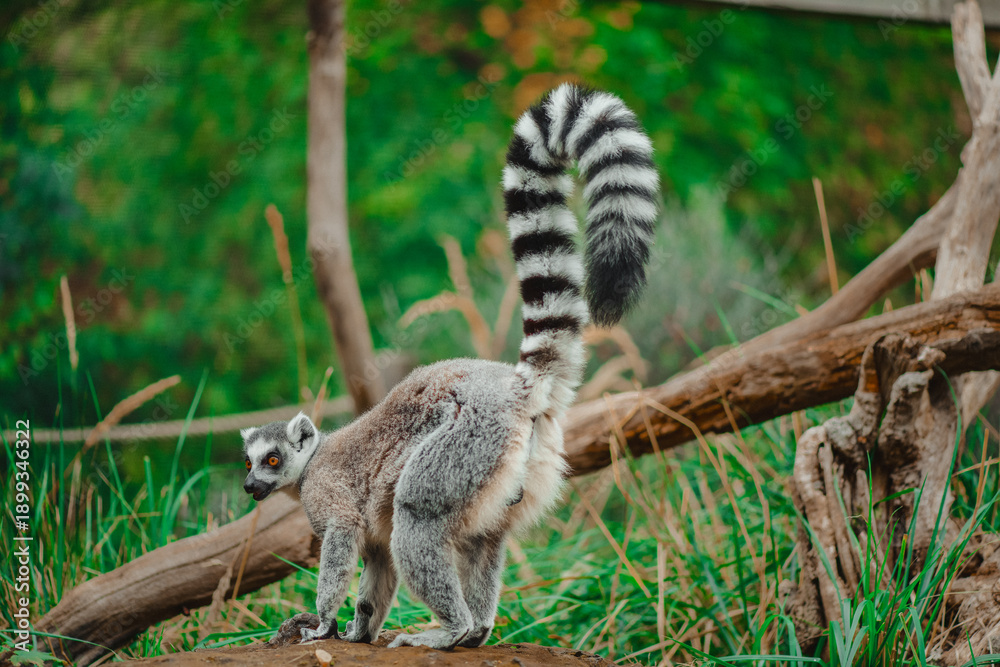 Obraz premium Ring tailed lemur with its tail up in its zoo enclosure