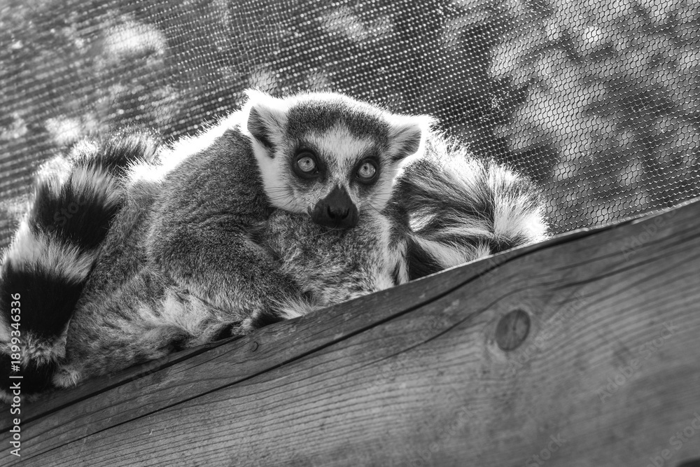 Fototapeta premium Portrait of a sleepy lemur at the zoo