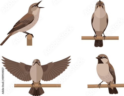 Realistic vector collection of small brown birds in various poses sitting on a perch including singing and spreading wings.