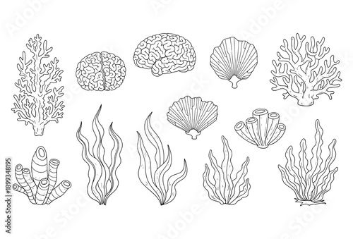 Cartoon Underwater Coral Reef Elements Collection with Seaweed and Algae Vector Isolated on White