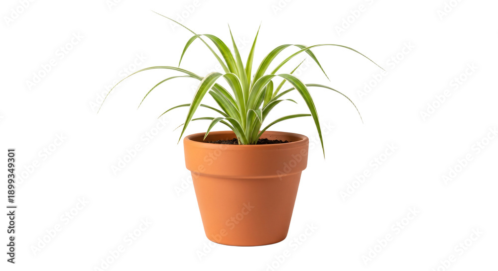 Obraz premium Spider Plant in a clay pot with vibrant green leaves, cleanly cut for digital use, perfect for nature-themed designs and presentations.