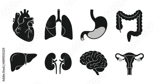 Human body organs illustration with heart, lungs, stomach, and brain
