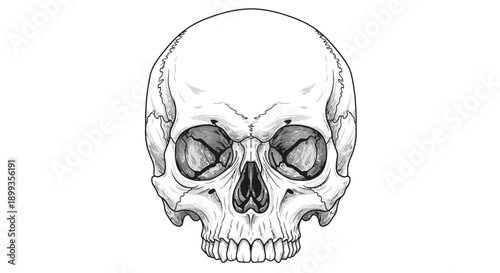 Detailed black and white illustration of a human skull from the front view.