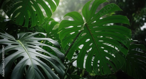 Monstera Leaves Close Up Tropical Jungle Plant