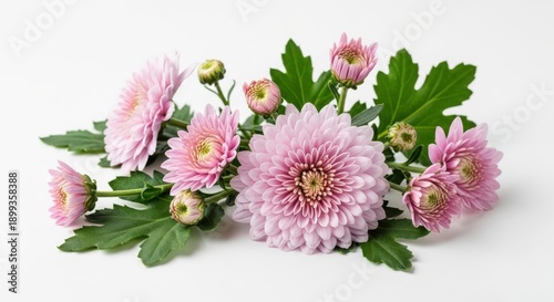 Pink Chrysanthemums Flowers Green Leaves White Background