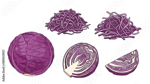 Set of red cabbage illustrations showing a whole head, a half cross section, a wedge, and two piles of shredded leaves.