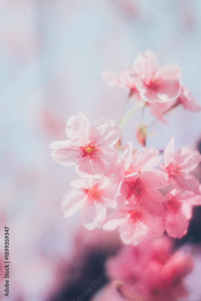 Obraz premium ピンクの河津桜