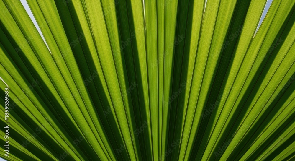 Obraz premium Green Palm Leaf Sunlight Texture Background