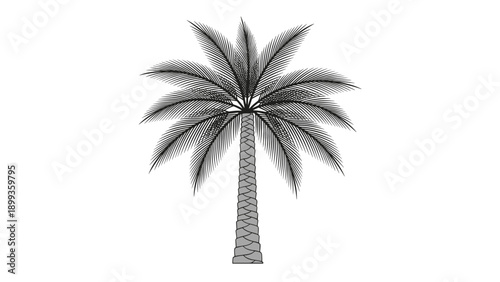 Detailed black and white illustration of a tall palm tree with many thin fronds and a textured trunk against a plain white background.