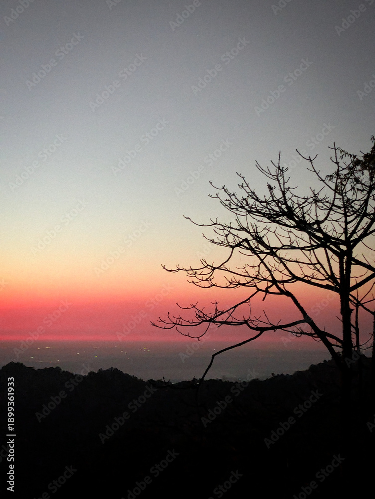 Naklejka premium silhouette of a tree at sunset