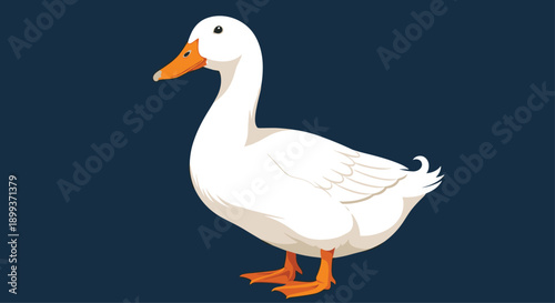 Large white domestic duck bird standing against a dark blue background in a profile view for various animal and farm life designs.
