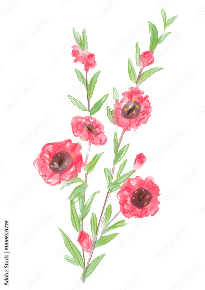 Fototapeta premium 咲き誇るギョリュウバイの花の手描きの水彩イラスト