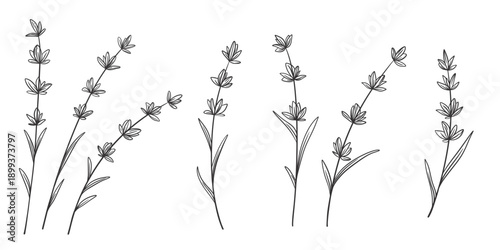 Lavender stems, hand drawn ink set. Engraved herb for aromatherapy. Small purple fragrant Proven al flowers. Vector graphic, wild flowers blooming lavandula